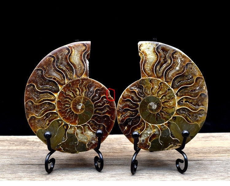 Fossiles d'ammonite marine avec détails en relief