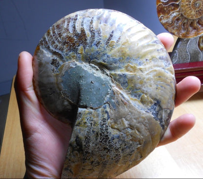 Rohsteinornament mit natürlichem Muschelfossil